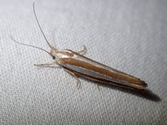 Catoryctis subparallela