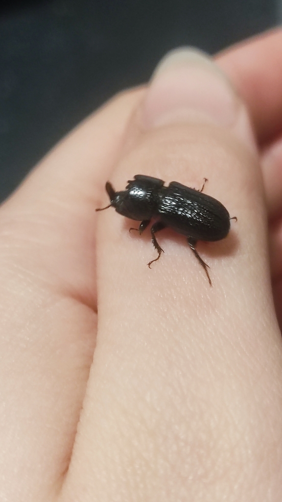 Horned Stag Beetle from Респ. Башкортостан, Россия, 450075 on June 13 ...