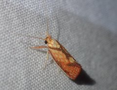 Crepidosceles chryserythra