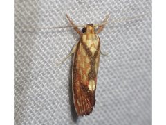 Crepidosceles chryserythra