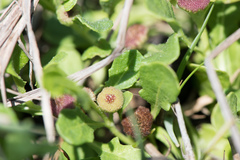 Sphaeromorphaea australis