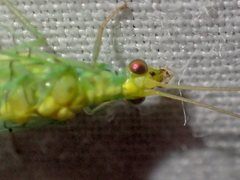 Triplochrysa