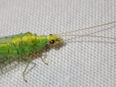 Triplochrysa