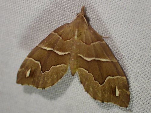 Chaetolopha leucophragma (Meyrick, 1891)