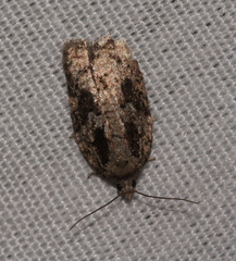 Acleris fuscana
