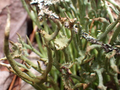 Cladonia maxima