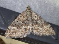 Xanthorhoe vacuaria