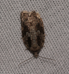 Acleris fuscana