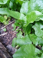 Cicerbita macrophylla uralensis