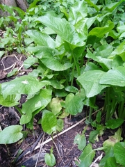 Cicerbita macrophylla uralensis