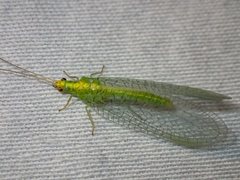Triplochrysa