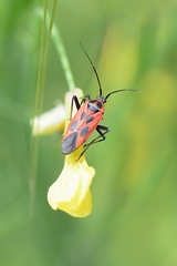 Calocoris nemoralis