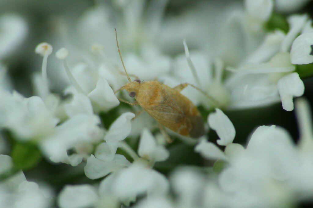 Psallus mollis