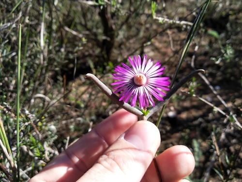 Image of Lampranthus spiniformis by (c) De Waal Hugo, some rights reserved (CC BY)