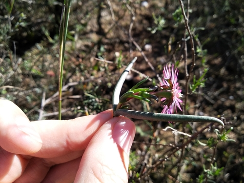 Image of Lampranthus spiniformis by (c) De Waal Hugo, some rights reserved (CC BY)