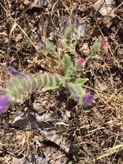Echium judaeum