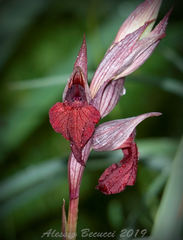 Serapias cordigera