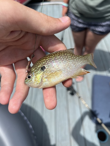 Lepomis solis