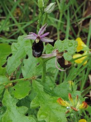 Ophrys bertolonii