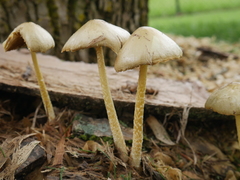 Agaricales