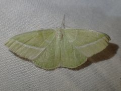 Iulops argocrana