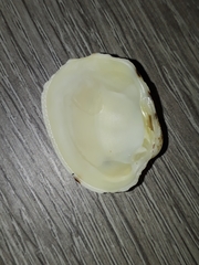 Periglypta reticulata