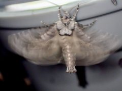 Archaeoses polygrapha