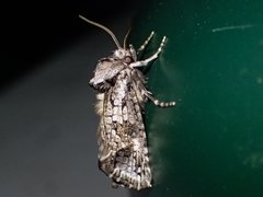 Archaeoses polygrapha