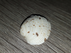 Periglypta reticulata