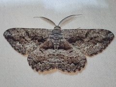 Scioglyptis canescaria