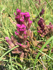 Castilleja ambigua humboldtiensis