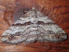 Gastrinodes bitaeniaria