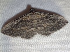 Chrysolarentia squamulata