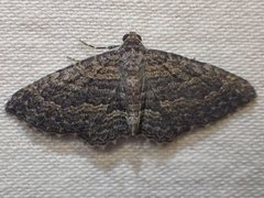 Chrysolarentia squamulata