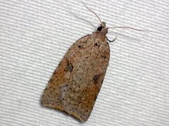 Meritastis polygraphana