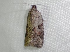 Meritastis