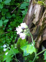 Hydrophyllum appendiculatum