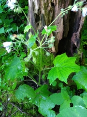 Hydrophyllum appendiculatum