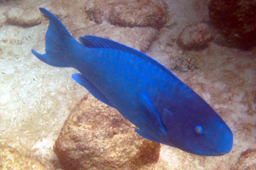 Blue Parrotfish