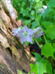 Hydrophyllum appendiculatum