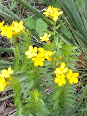 Lithospermum caroliniense