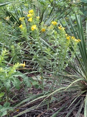 Lithospermum caroliniense