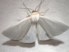 Thalaina selenaea