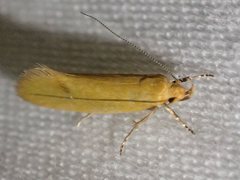 Telocharacta hemicroca