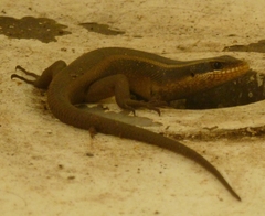 Trachylepis striata