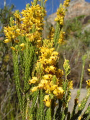 Erica parilis parilis