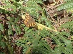 Heteronympha banksii