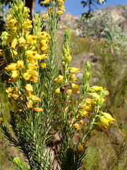 Erica parilis parilis
