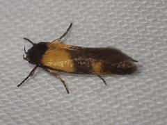 Antipterna euanthes