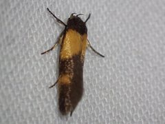 Antipterna euanthes
